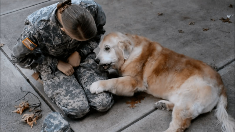 Heartwarming Reunion: Elderly Dog and Soldier Owner's Unbreakable Bond